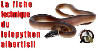 La FICHE TECHNIQUE du LEIOPYTHON ALBERTISII   REPTISTORE [upl. by Ehcropal74]