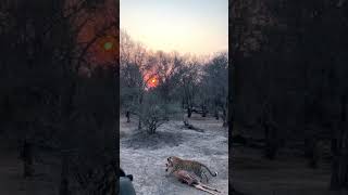 Leopard Drags Impala Right Past Vehicle [upl. by Nolyag]