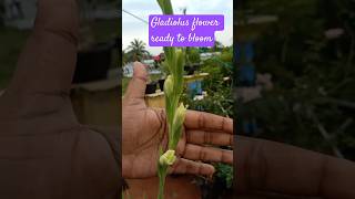 Gladiolus bulbs 🥰 available Watsapp 8056248694gladiolus maadithottam shortsfeed terracegarden [upl. by Cr202]