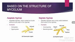 SeptatehyphaevsAseptatehyphae Classification of fungi Part2 Based on the Structure of Mycelium [upl. by Higginbotham]