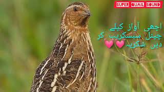 batair ki awaz new volume 2024 Batair ki awaz shikar k leye Bater ki Voice batairkiawaz [upl. by Ahselyt]