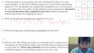 How to do ratios and probabilities in genetics problems [upl. by Schreib935]