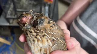 How to take care of an injured quail or chicken head [upl. by Buckie721]