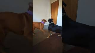 XXL Bully and Pitbull Playtime [upl. by Addi168]