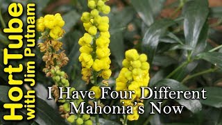 I Have Four Different Mahonia Varieties In My Garden Now [upl. by Aw]