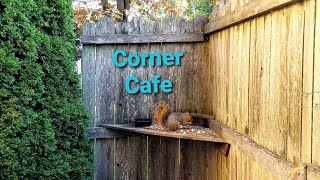 Corner Cafe Breakfast [upl. by Lrub]