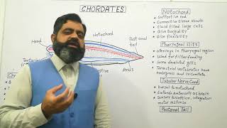 Phylum Chordata English medium profmasoodfuzail Chordates  Characteristics of Chordates [upl. by Fenella]