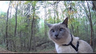 Siamese Cats explore New Trail of an Autumn Forest  Relax on Trees amp see Dogs  Ducks OffLeash [upl. by Minne]