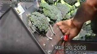 Broccoli Cutting Floret Machine part 1  CharliesMachineandSupplycom [upl. by Emoreg]