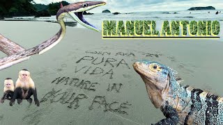 Spiny Iguanas monkeys and Vine snakes Bienvenido a Manuel Antonio ￼ [upl. by Antoinetta223]