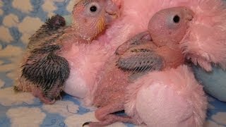 White Bellied Caique Babies [upl. by Benildas]