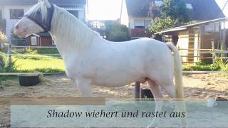 Pferd wiehert  Shadow in TROUBLE 😲 [upl. by Cassondra]