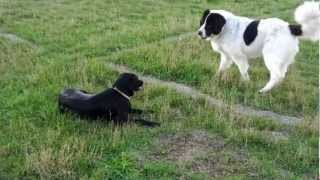 Zapoznanie Mastif Pirenejski i Flat Coated Retriever [upl. by Eeltrebor]