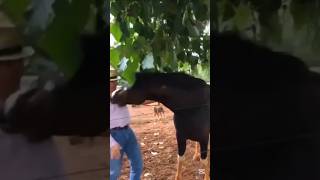 I HAD NO IDEA HORSES BITE HUMANS 🤯 funnyfail shortsfeed2024 animalmoments failsvideo [upl. by Inajna307]