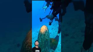 Fishing video  Maya fish to fishing AdiFishman fishing shorts viral fish [upl. by Noell]