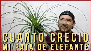 MIRA CUANTO CRECIO MI PATA DE ELEFANTE EN 3 AÑOS [upl. by Yasnil]