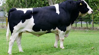 HolsteinFriesian bulls [upl. by Tesil688]