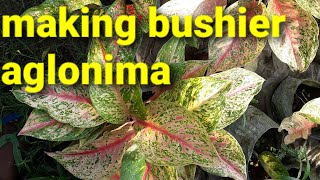 how to bushier your aglonima plants [upl. by Orelu726]