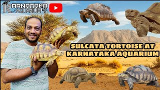 SULCATA TORTOISE At KARNATAKA AQUARIUM  Exotic Reptiles In INDIA [upl. by Zipnick]