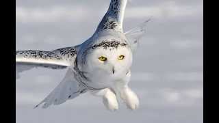 Bubo Scandiacus Snowy Owl 3 Owlets begging for the food [upl. by Annmaria259]