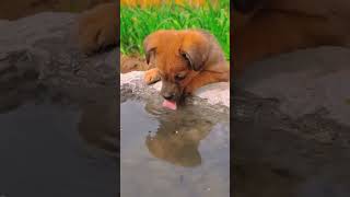 Thand😍😍🥰🥰cutepuppy funny viralvideo shorts feedshortscomedy pleasesubscribemychannel 🙏🙏 [upl. by Quickel]