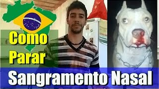 Sangramento Nasal Canino Resolvendo na Prática [upl. by Hayton]