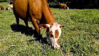 Irrigação com carretel garante mais gado por hectare [upl. by Aidole]