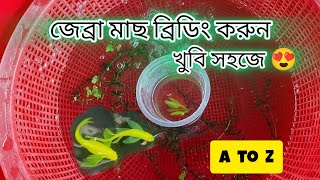 লাংফিন জেব্রা ব্রিডিং খুবি সহজে। longfin zebra Fish Breeding A to Z zebrabreeding [upl. by Itsym]