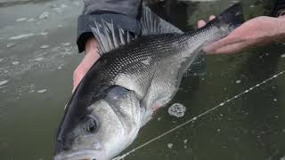 Fly fishing for Sea Bass Port of Rotterdam [upl. by Osmond]