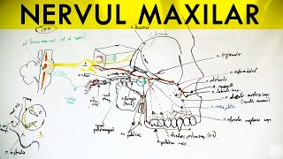 N Trigemen  Nervul MAXILAR [upl. by Rekrap304]