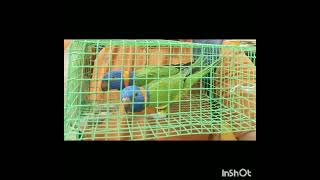 Red collared lorikeet birdplease like share subscribe  fishaquarium [upl. by Berga]