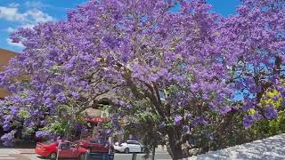 November 2024 Jacaranda flower season in Sydney [upl. by Yeslaehc]