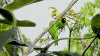 Goldenfronted Leafbirds Chloropsis aurifrons [upl. by Eeroc]