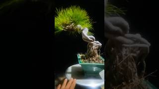 Beautiful Bonsai Works🌳🌲💥526shorts shortsvideo beautifulbonsai art khuebonsai🥰❤️ [upl. by Marcell]