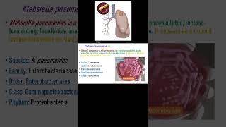 Klebsiella pneumoniae [upl. by Grew]