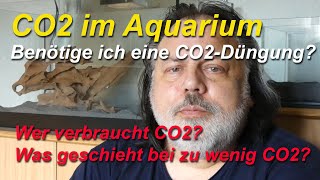 CO2 im Aquarium Benötige ich eine CO2Anlage Was bewirkt CO2 im Aquarium Basiswissen [upl. by Niahs]