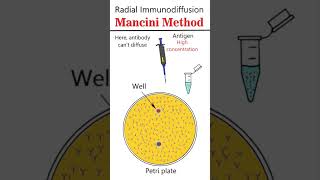 Radial immunodiffusion Mancini Method animation immunology [upl. by Niccolo931]