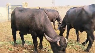 watch pure neeli Ravi buffalo for sale in Punjab Pakistan on YouTube Altaf buffalo TV [upl. by Nij928]