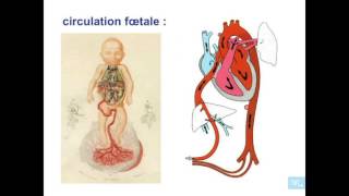 embryologie de lappareil cardio vasculaire partie 8 [upl. by Gayla359]