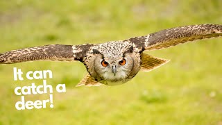 Focus on Eurasian Eagle owl  The most powerful species of owl in the world [upl. by Zinnes]