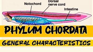 Phylum chordata  General characteristics  kingdom Animalia [upl. by Adnilim]