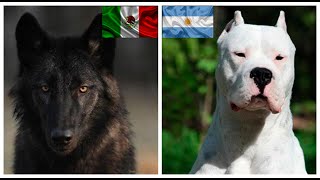 Top10 razas de perros mas poderosos de cada pais [upl. by Nevek8]