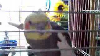 Elmo the Cockatiel Sings and Dances [upl. by Ynaffi952]