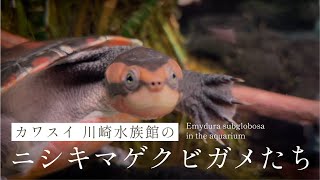 カワスイ 川崎水族館のニシキマゲクビガメたち [upl. by Sauder]