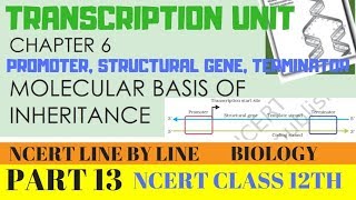 PART13TRANSCRIPTION UNITCHAPTER 6 NCERT CLASS 12TH BIOLOGY [upl. by Nomael]