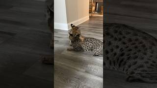 Serval vs Savannah Cat cat serval servals kitten shorts [upl. by Anauqat]