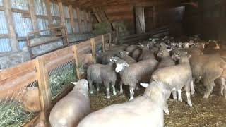 Look how well the IleDeFrance ewe lambs have grown [upl. by Pitarys43]