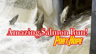 Salmon Run at Port Hope nature fishing live asmr [upl. by Fink]