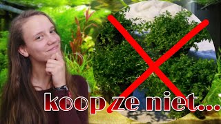 5 FOUTE planten voor beginners terrarium planten in aquarium Nickey [upl. by Melville]