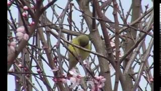 Goldfinch Singing [upl. by Lletram]